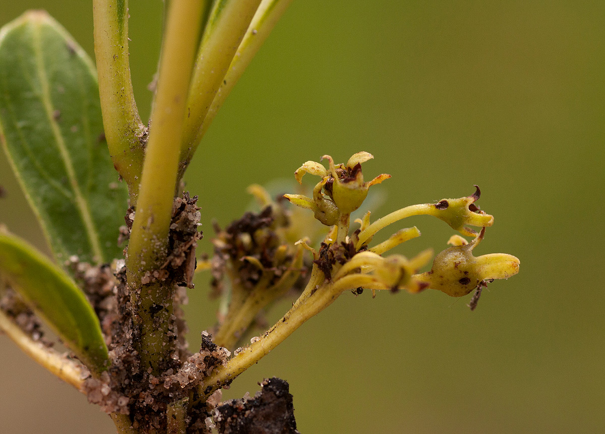 Pygmaeothamnus zeyheri var. zeyheri Pygmaeothamnus zeyheri var. zeyheri
