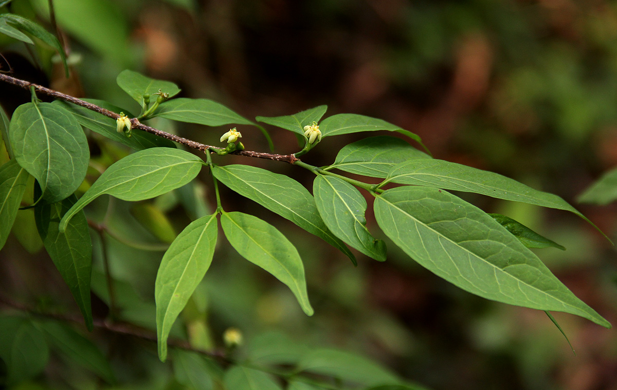 Rytigynia umbellulata