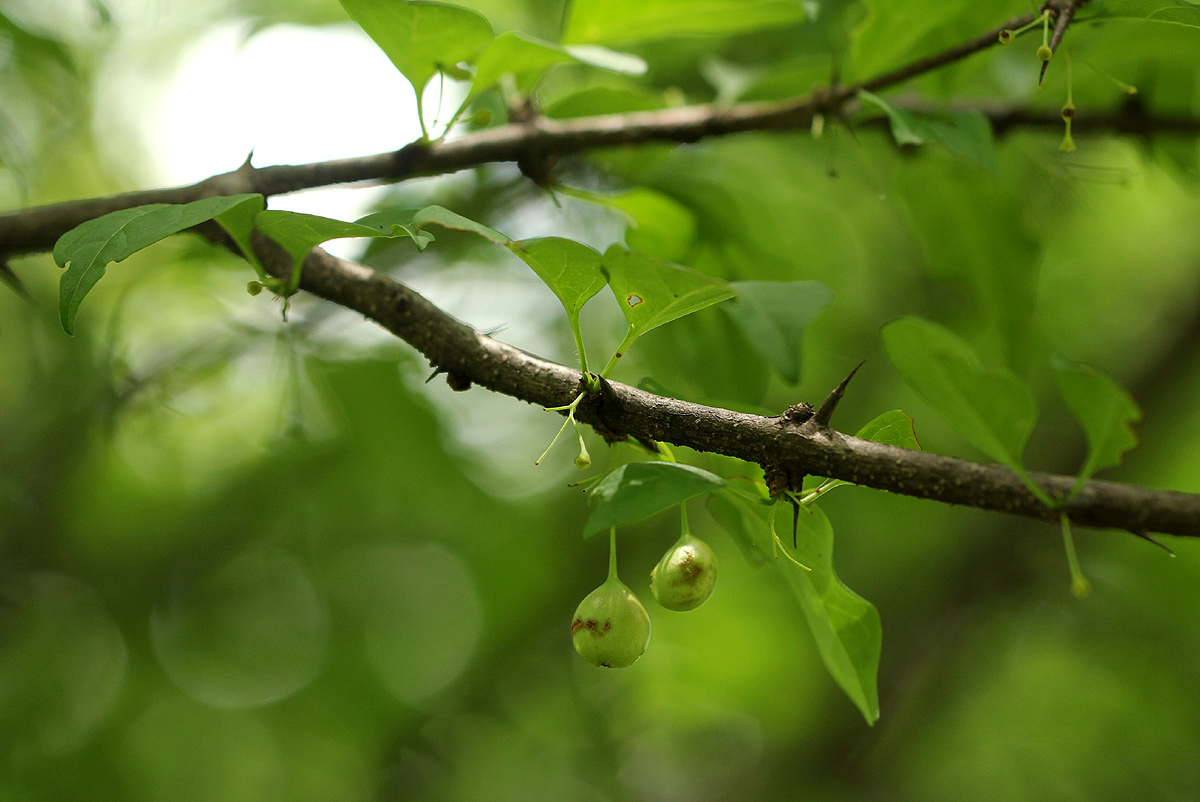 Canthium glaucum subsp. frangula var. frangula