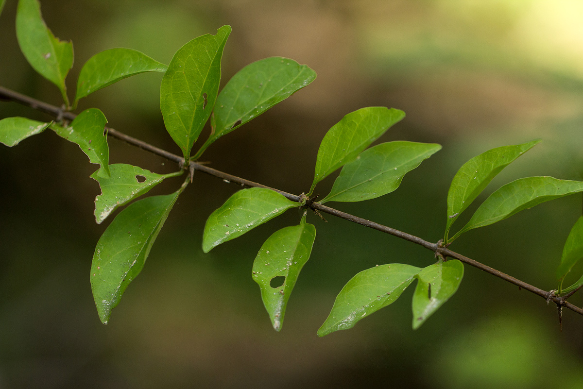 Canthium glaucum subsp. frangula var. frangula Canthium glaucum subsp. frangula var. frangula