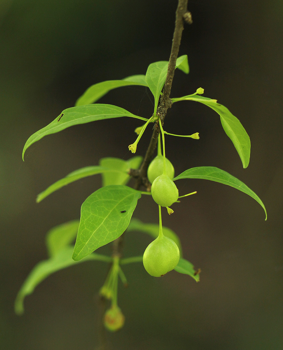 Canthium glaucum subsp. frangula var. frangula
