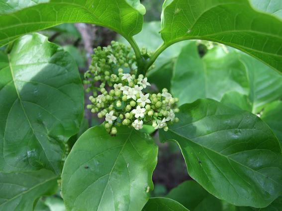 Afrocanthium lactescens Afrocanthium lactescens