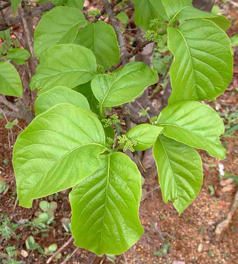 Afrocanthium lactescens Afrocanthium lactescens