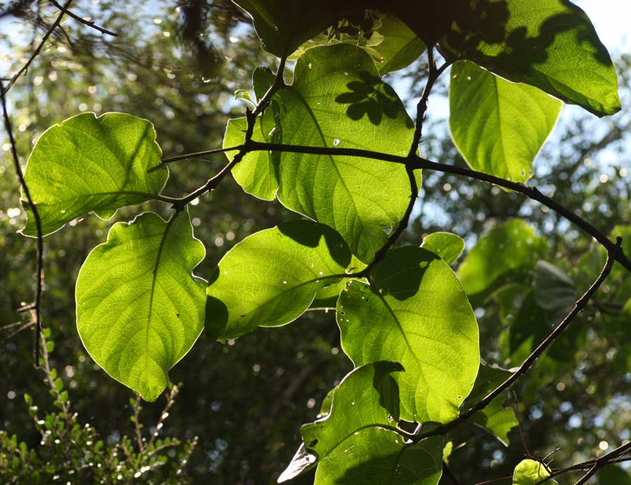 Afrocanthium lactescens Afrocanthium lactescens