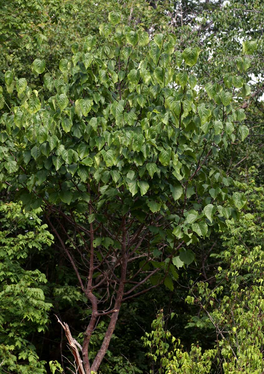 Afrocanthium lactescens Afrocanthium lactescens