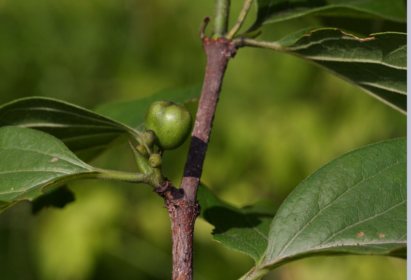 Afrocanthium lactescens Afrocanthium lactescens