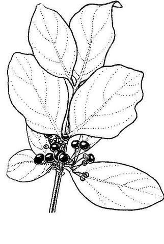 Psydrax livida Psydrax livida