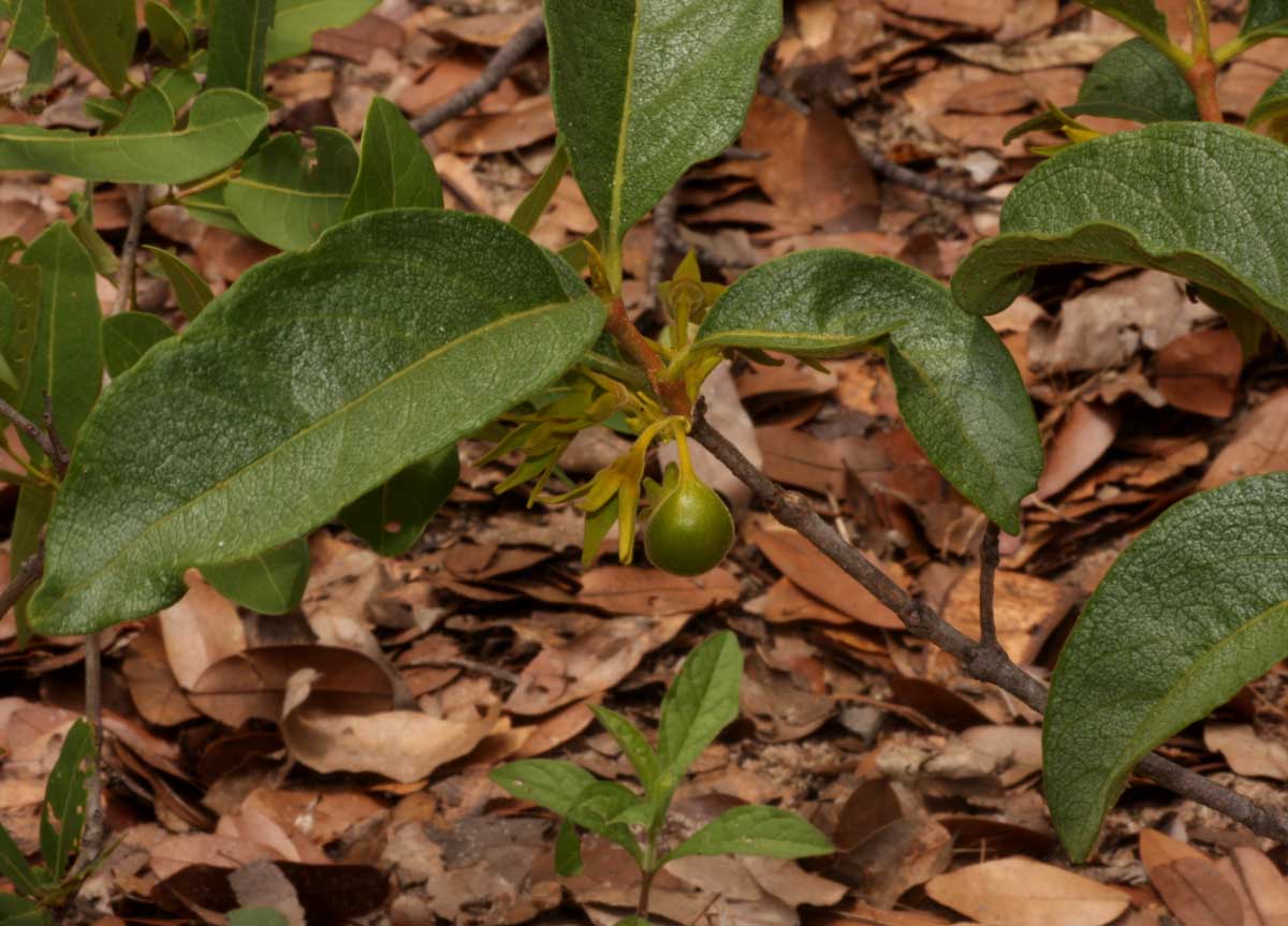 Vangueria ferruginea
