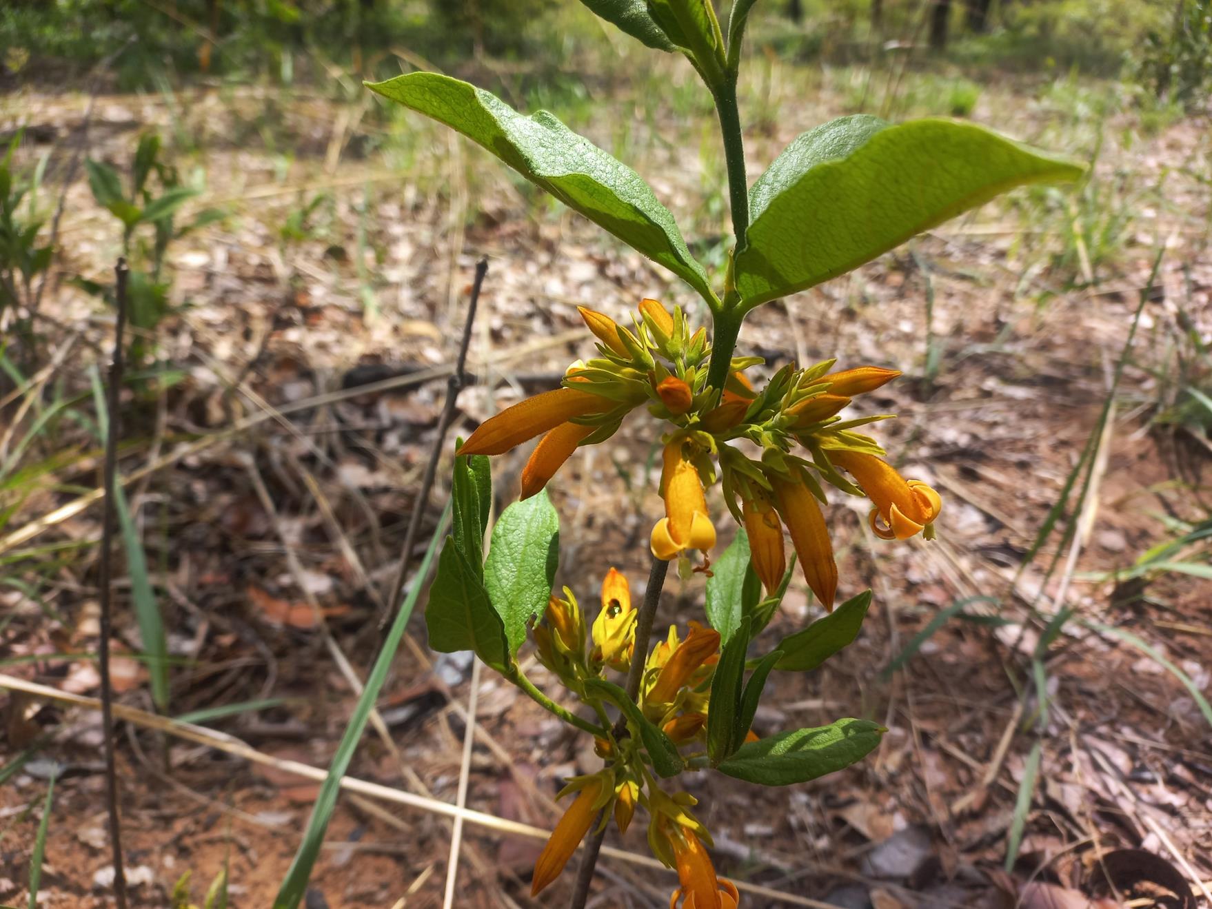 Vangueria ferruginea Vangueria ferruginea