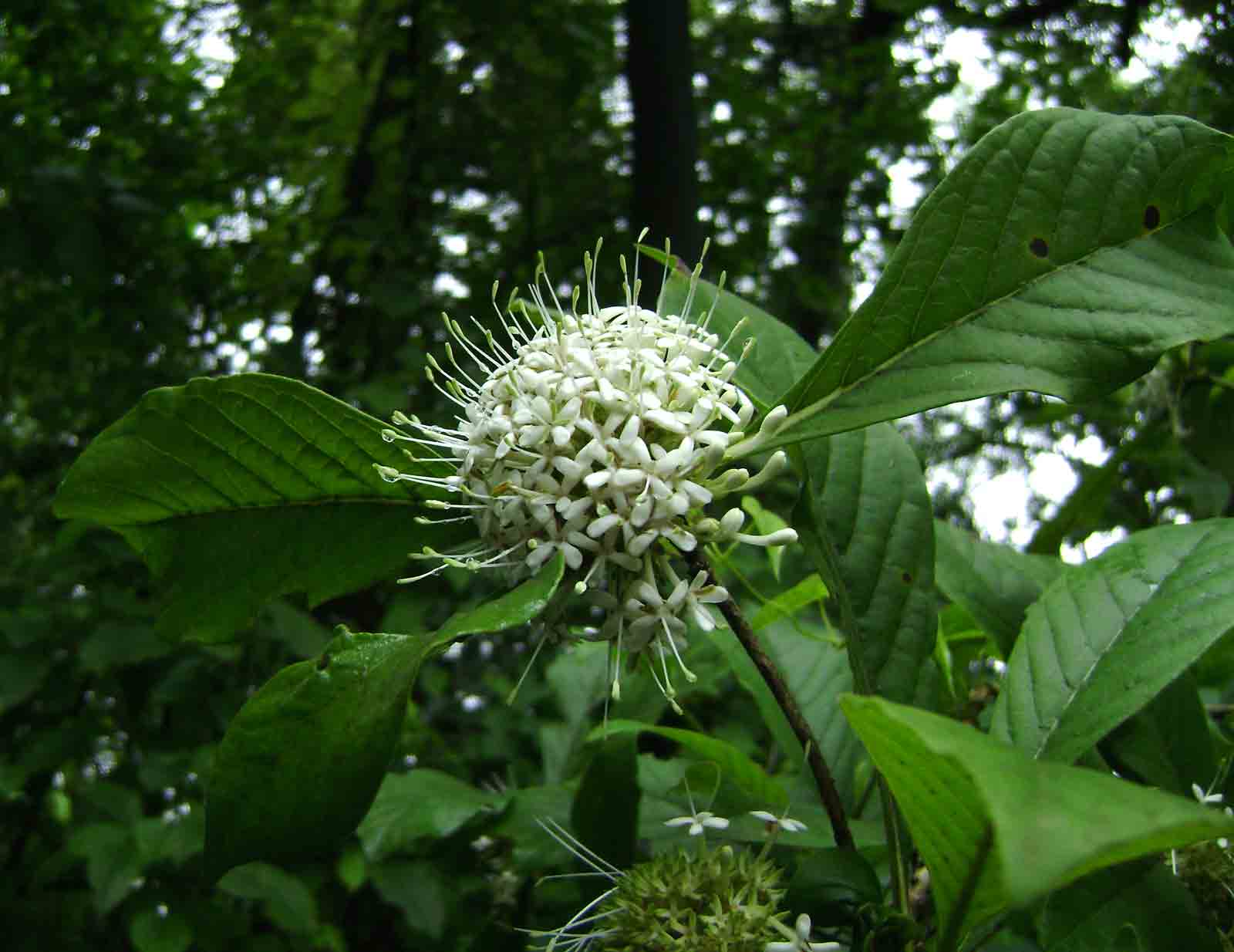 Pavetta cataractarum