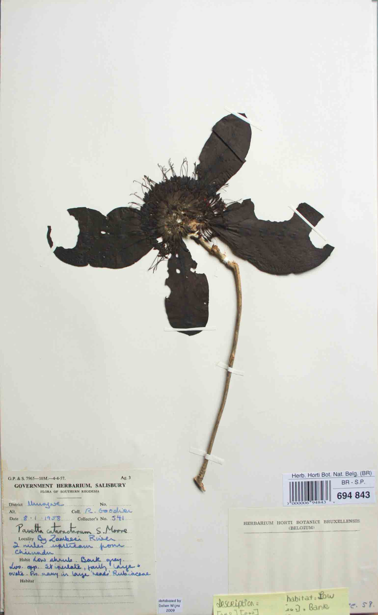 Pavetta cataractarum Pavetta cataractarum