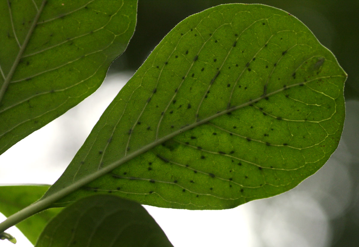 Pavetta cataractarum