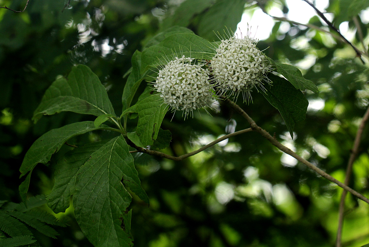 Pavetta cataractarum