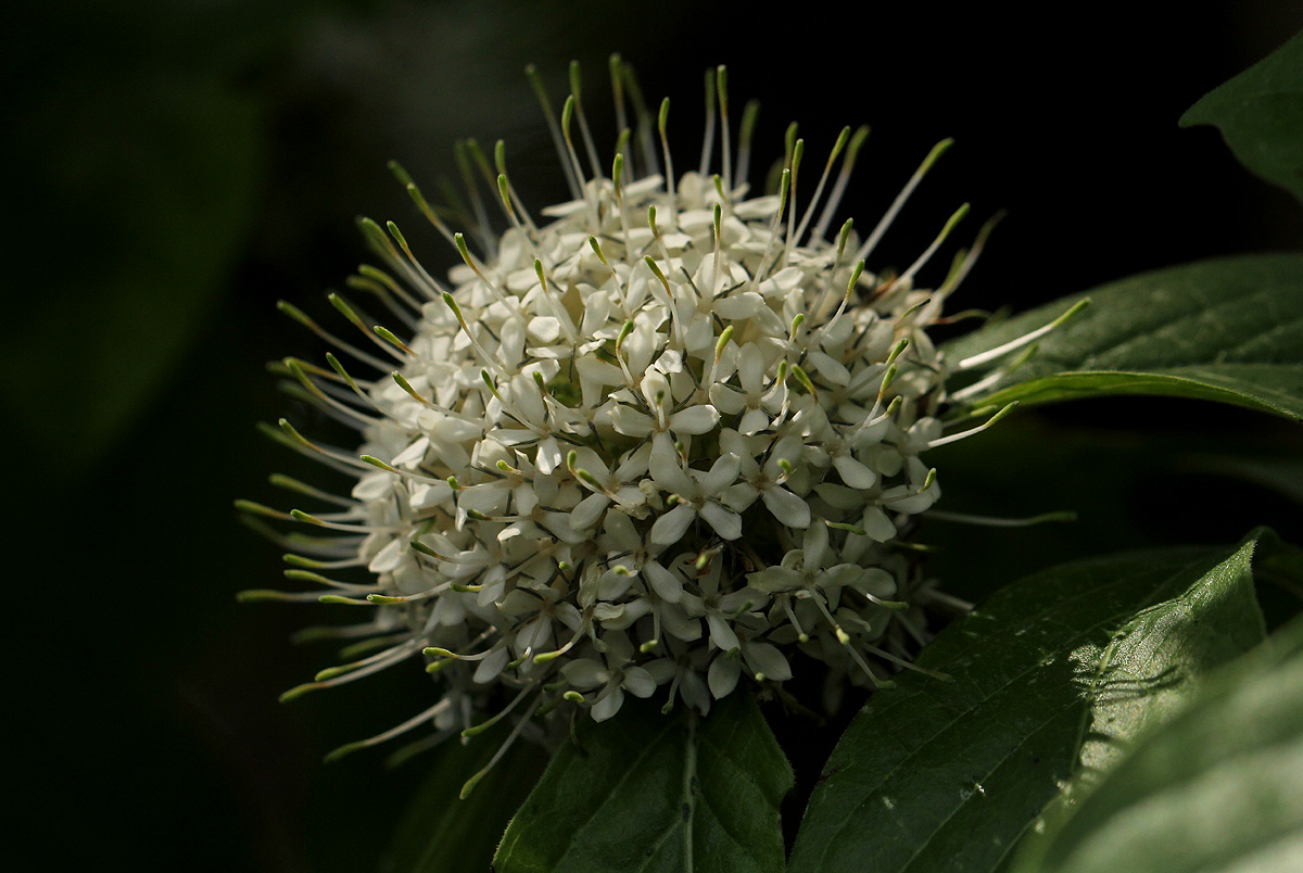 Pavetta cataractarum