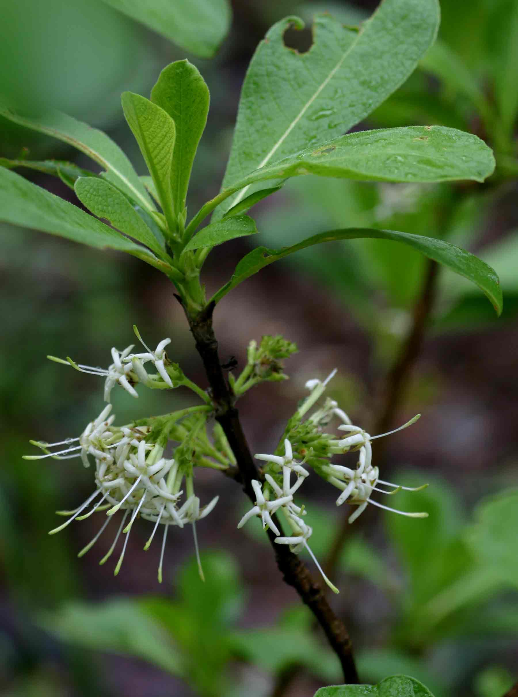 Pavetta schumanniana