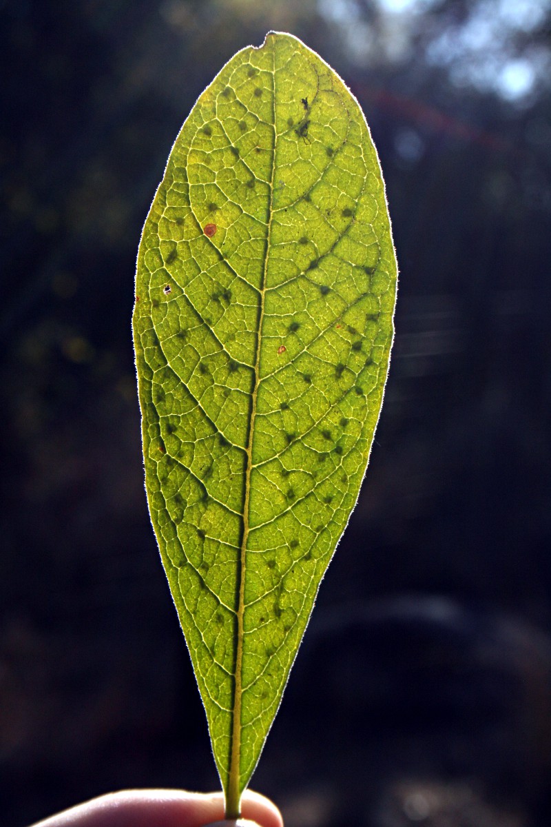 Pavetta schumanniana Pavetta schumanniana