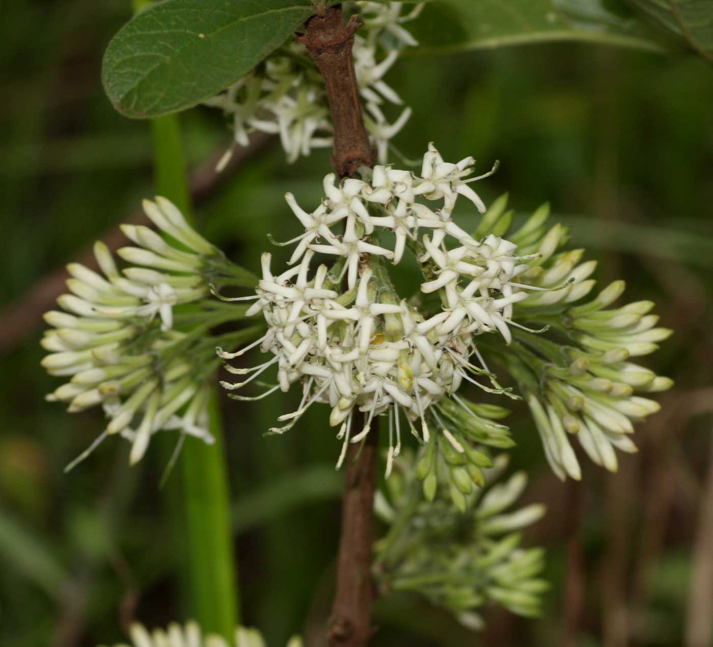 Pavetta schumanniana Pavetta schumanniana