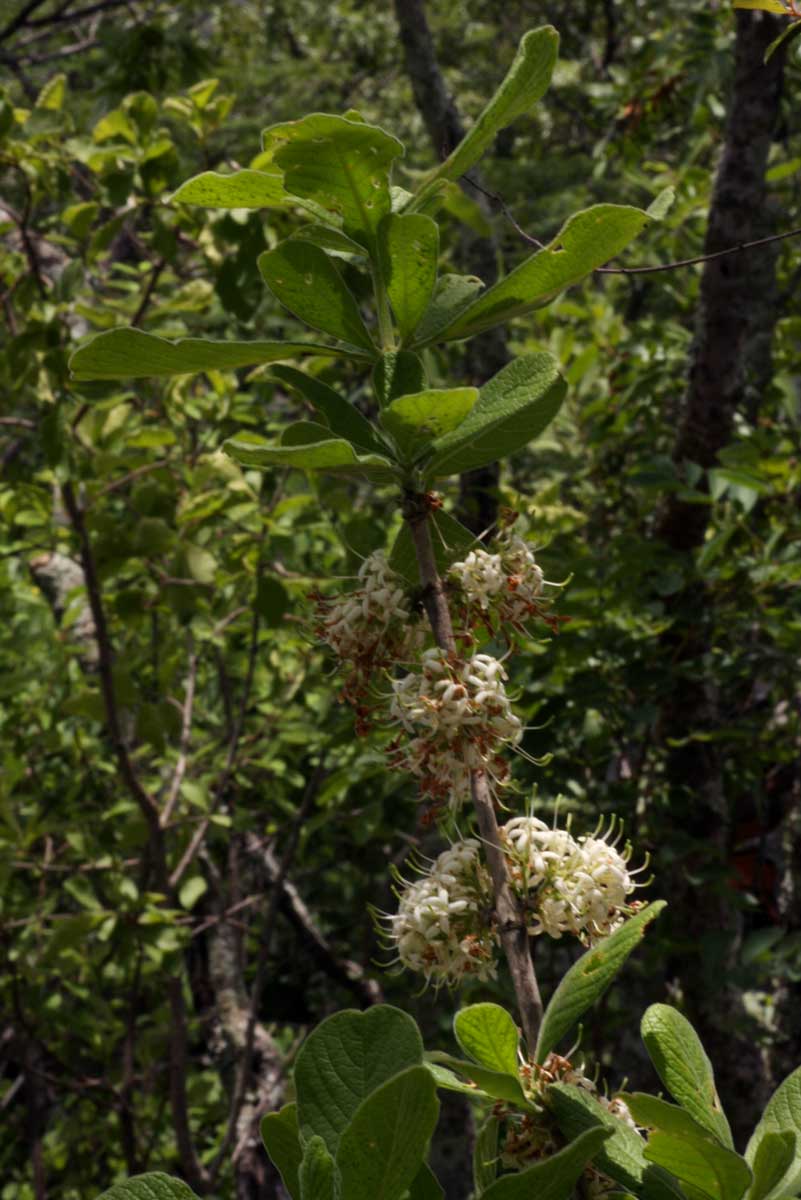 Pavetta schumanniana