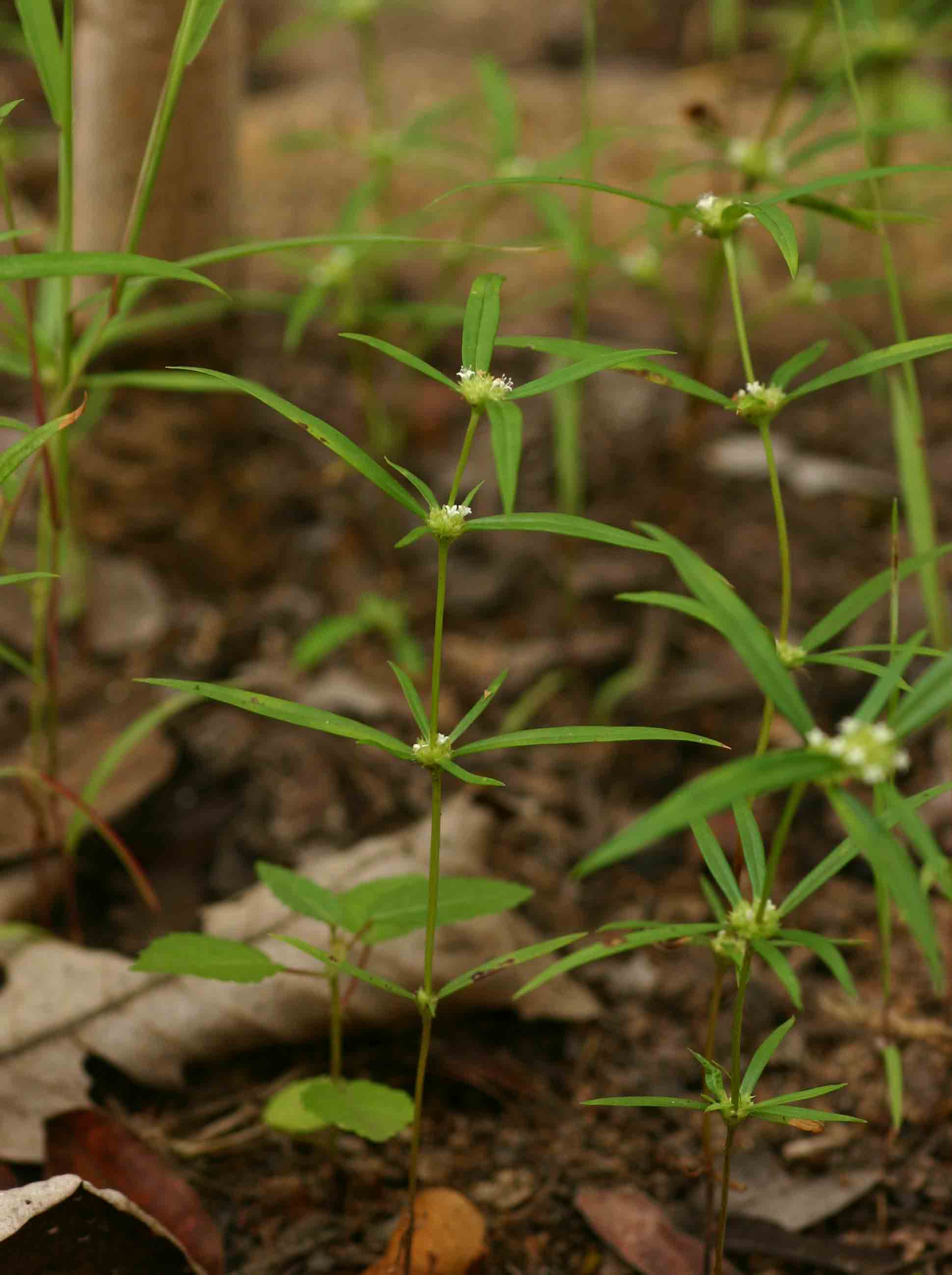 Spermacoce pusilla Spermacoce pusilla