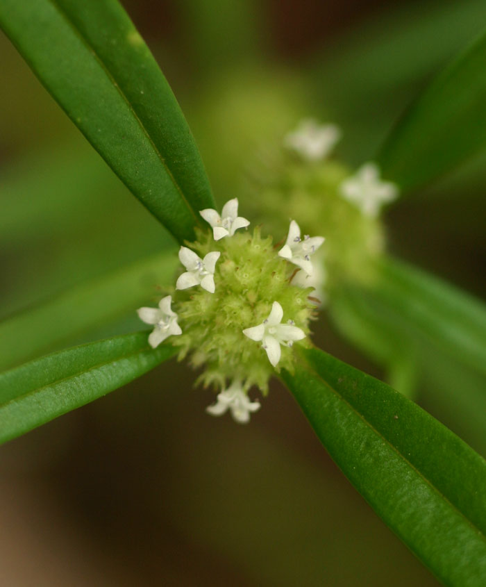 Spermacoce pusilla