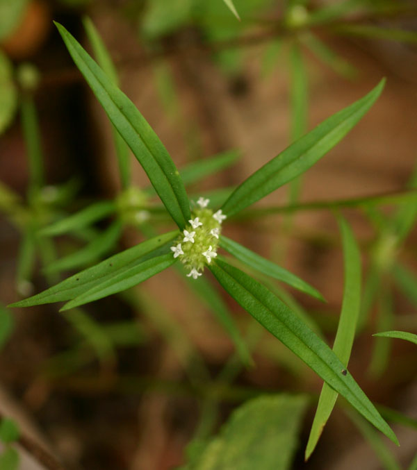 Spermacoce pusilla Spermacoce pusilla