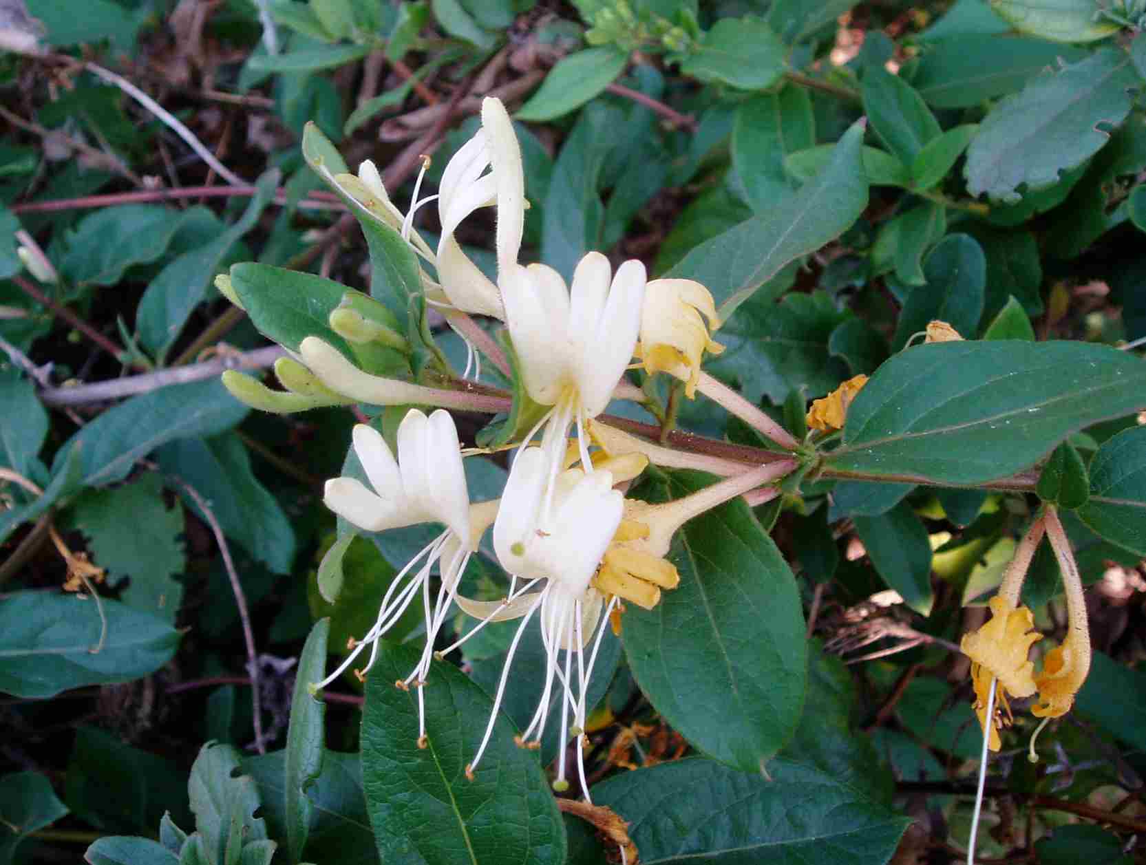 Lonicera japonica Lonicera japonica