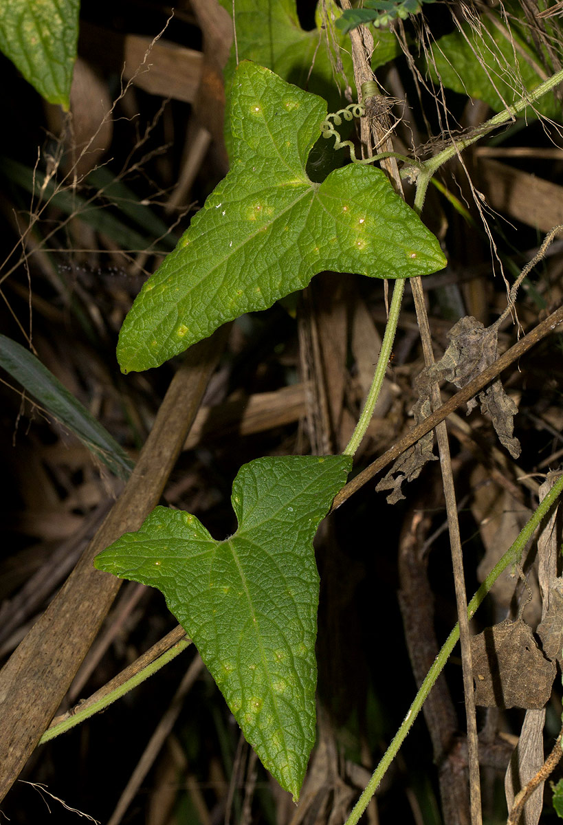 Cucumis maderaspatanus