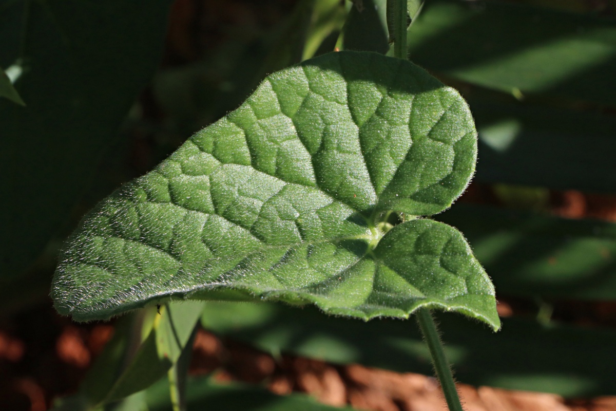 Cucumis maderaspatanus