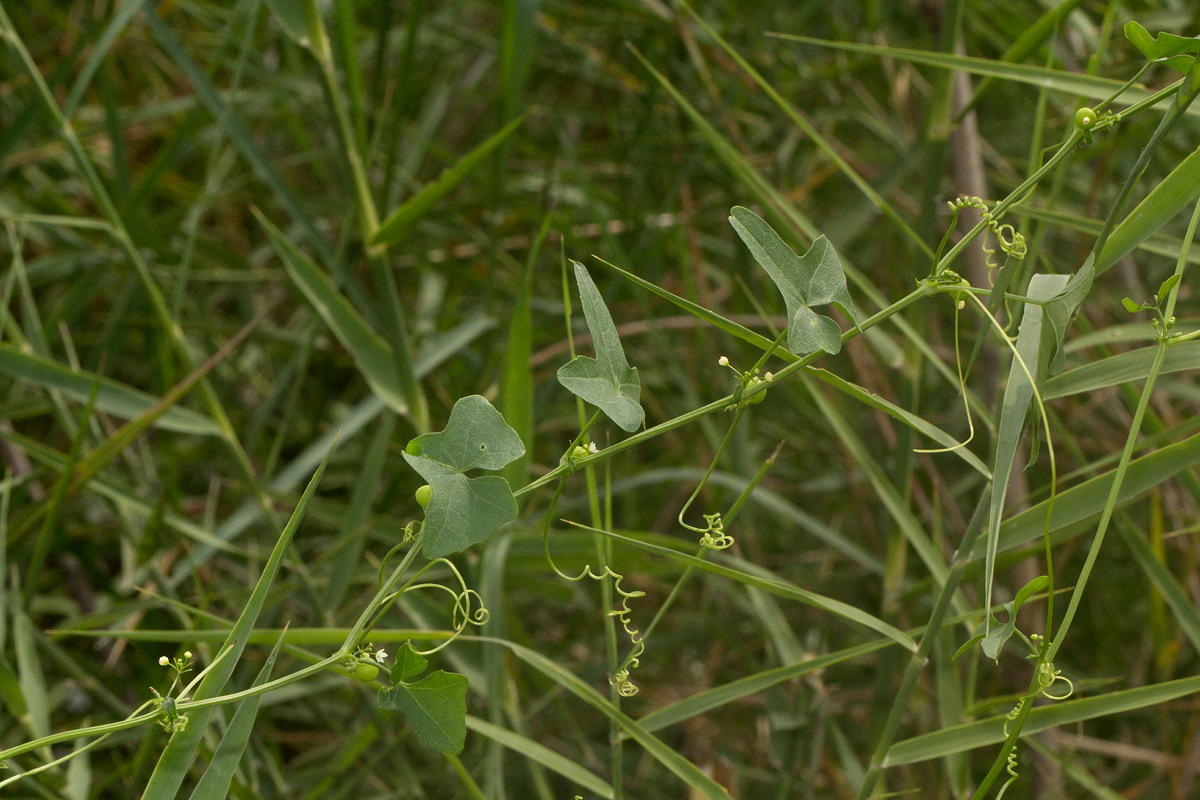 Zehneria marlothii Zehneria marlothii