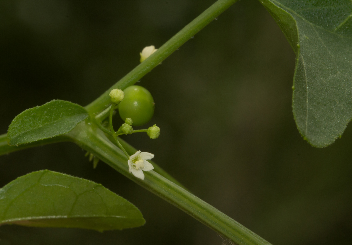 Zehneria marlothii Zehneria marlothii