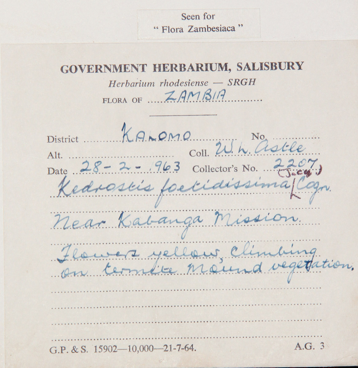 Kedrostis foetidissima