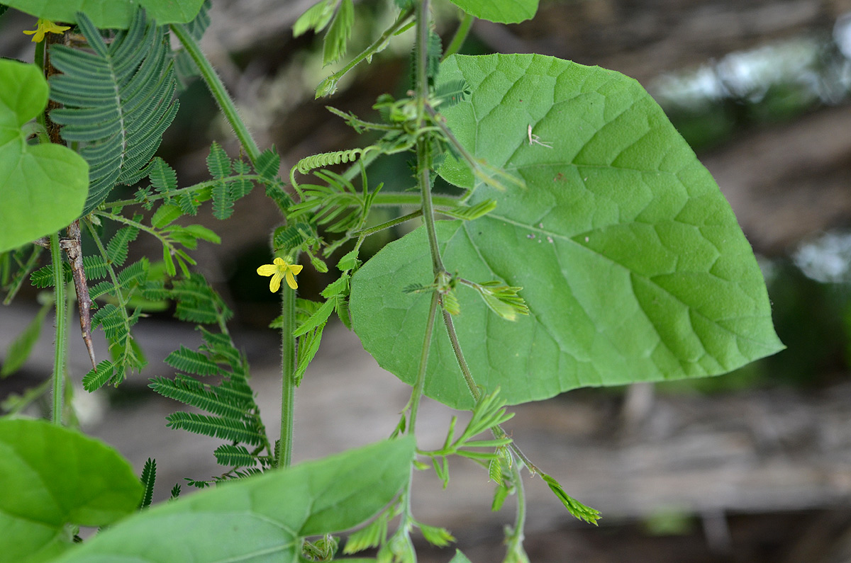 Kedrostis foetidissima Kedrostis foetidissima