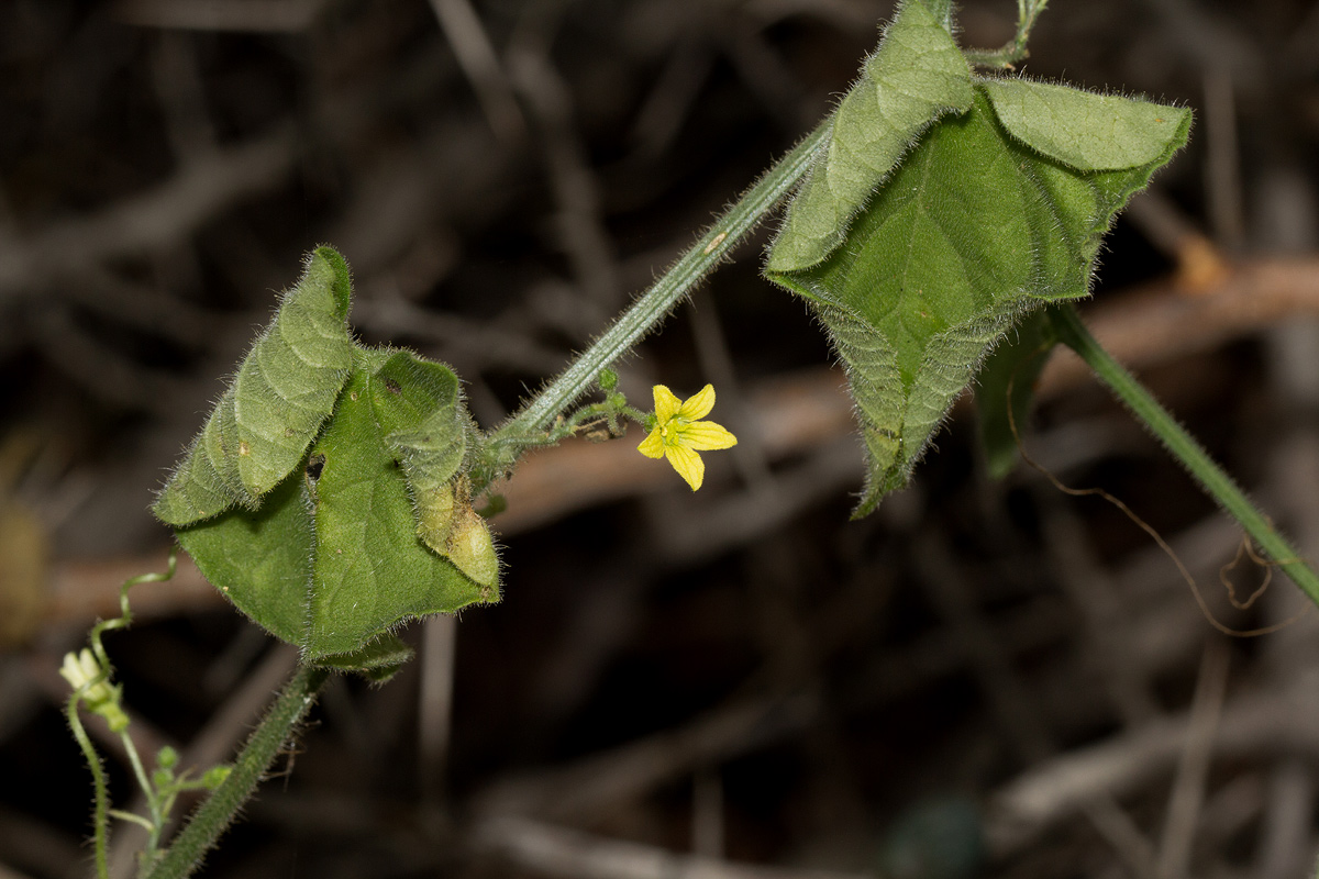 Kedrostis foetidissima Kedrostis foetidissima