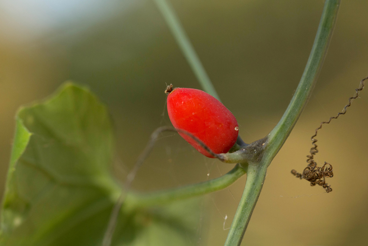 Corallocarpus bainesii