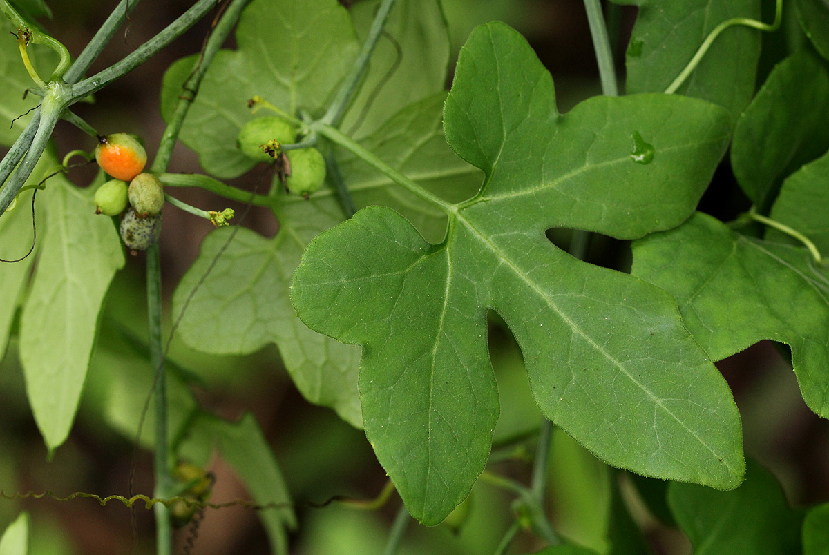 Corallocarpus bainesii Corallocarpus bainesii