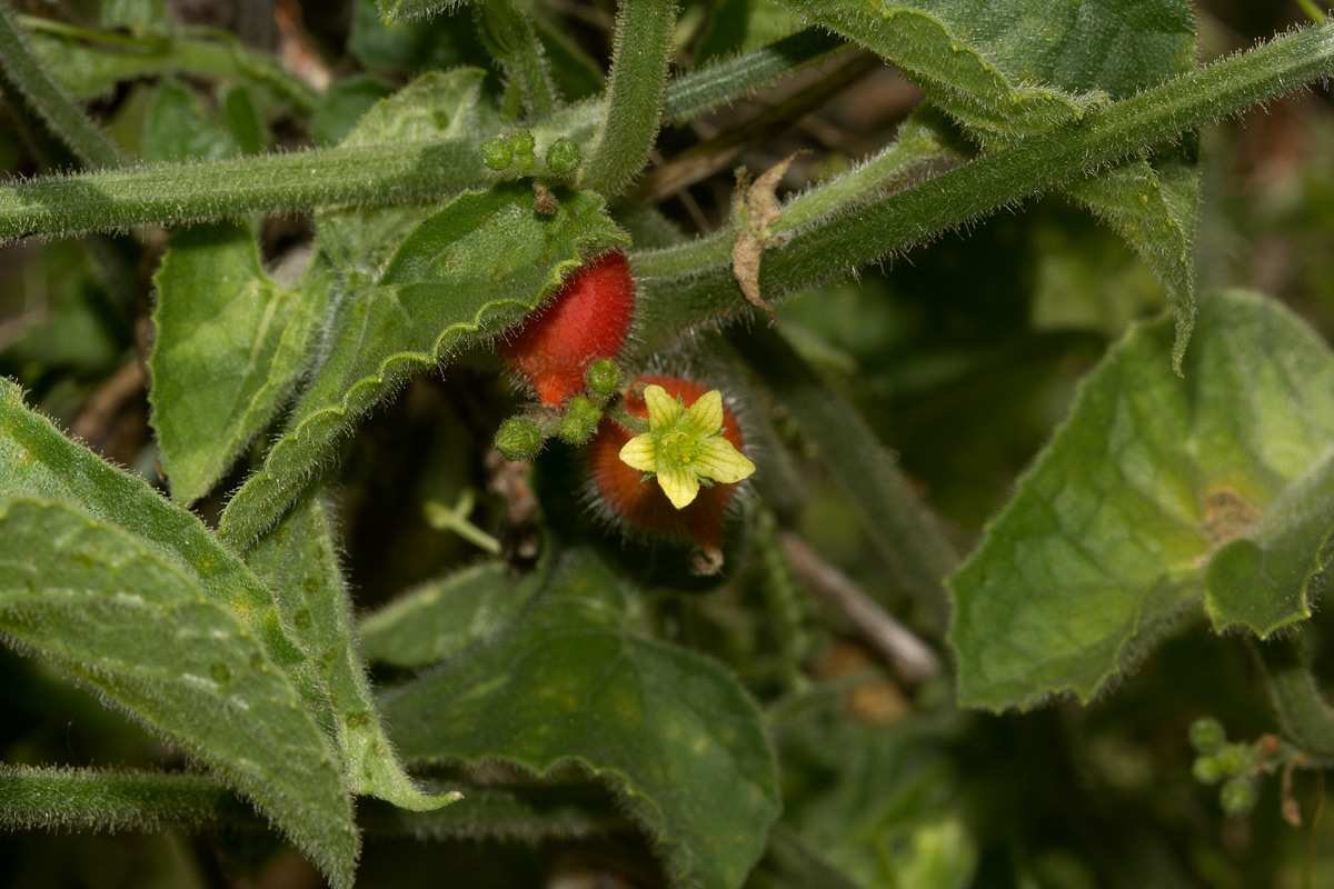 Corallocarpus boehmii