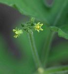 Corallocarpus boehmii