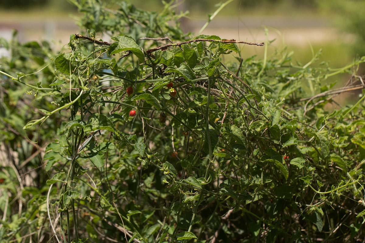 Corallocarpus boehmii