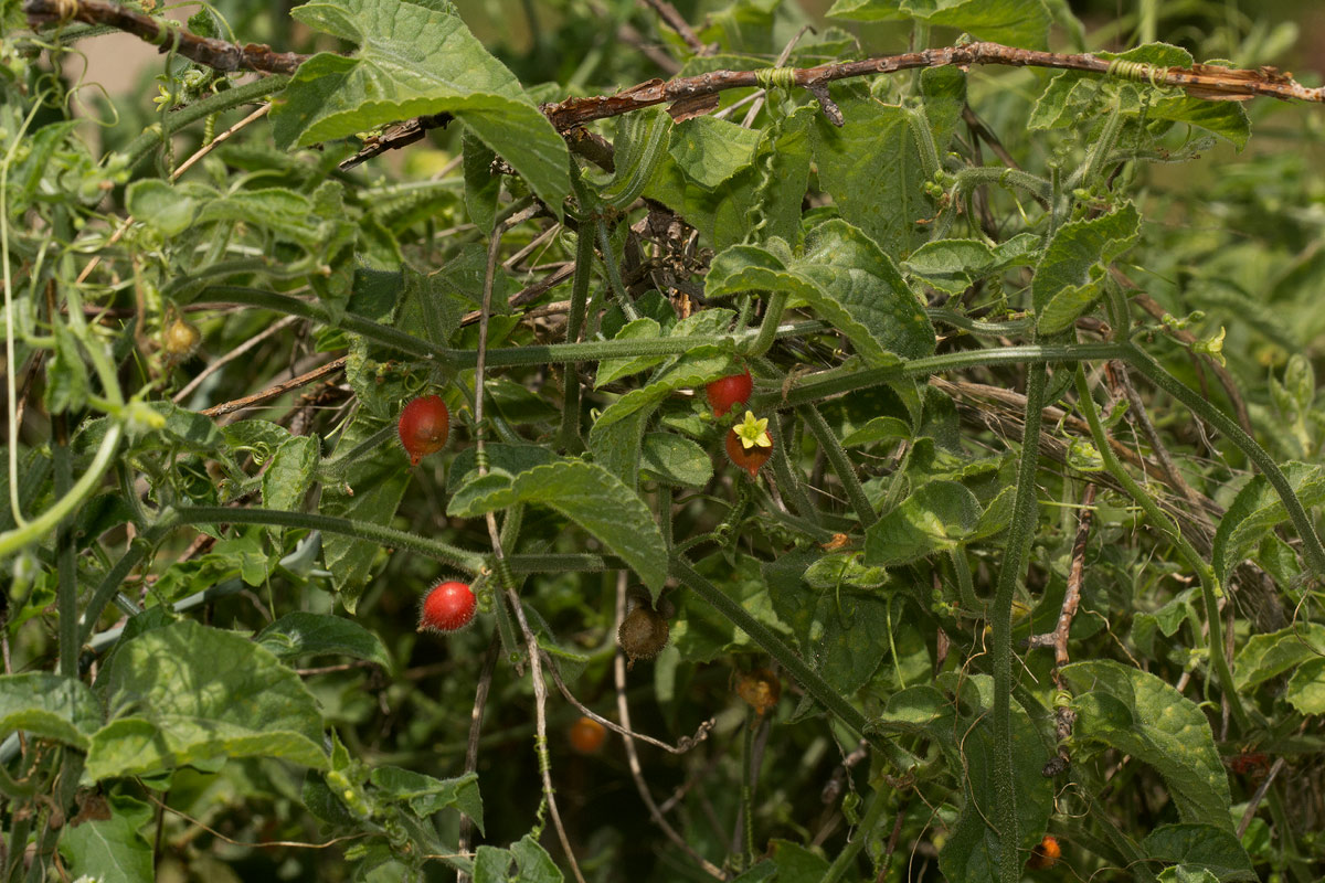Corallocarpus boehmii