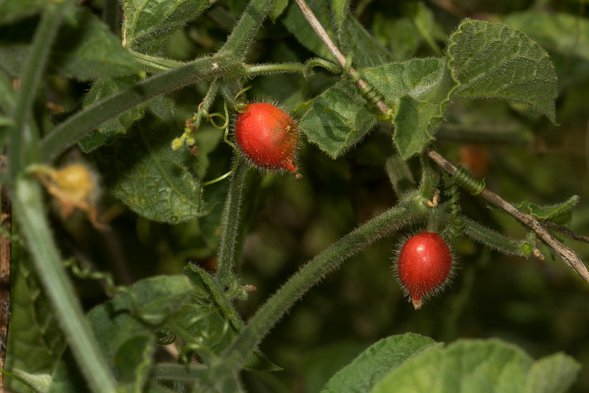 Corallocarpus boehmii