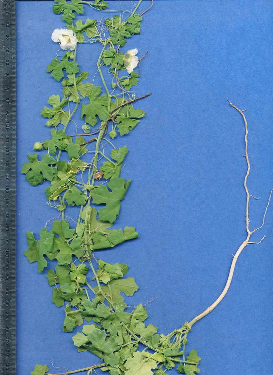 Momordica balsamina Momordica balsamina