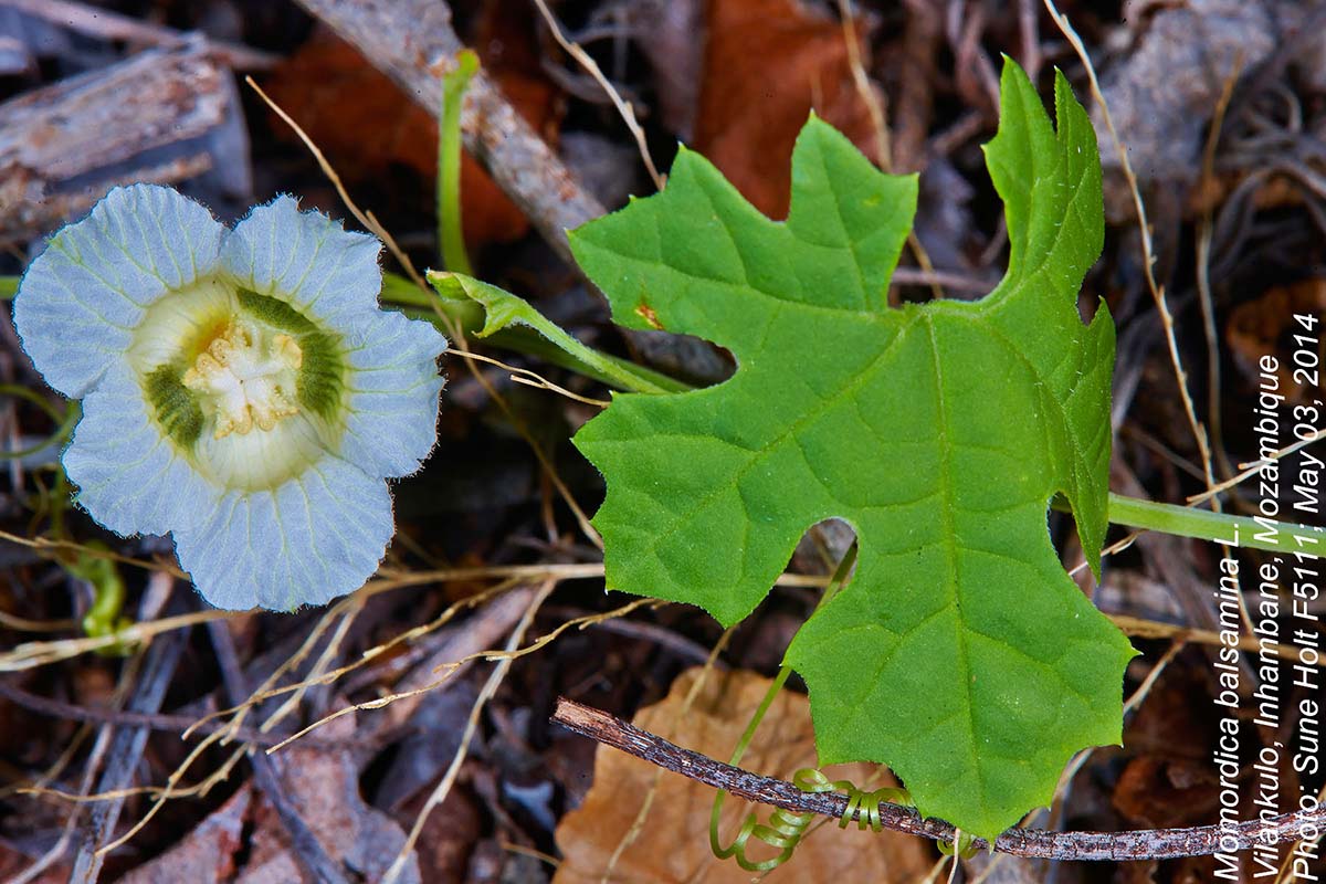 Momordica balsamina Momordica balsamina