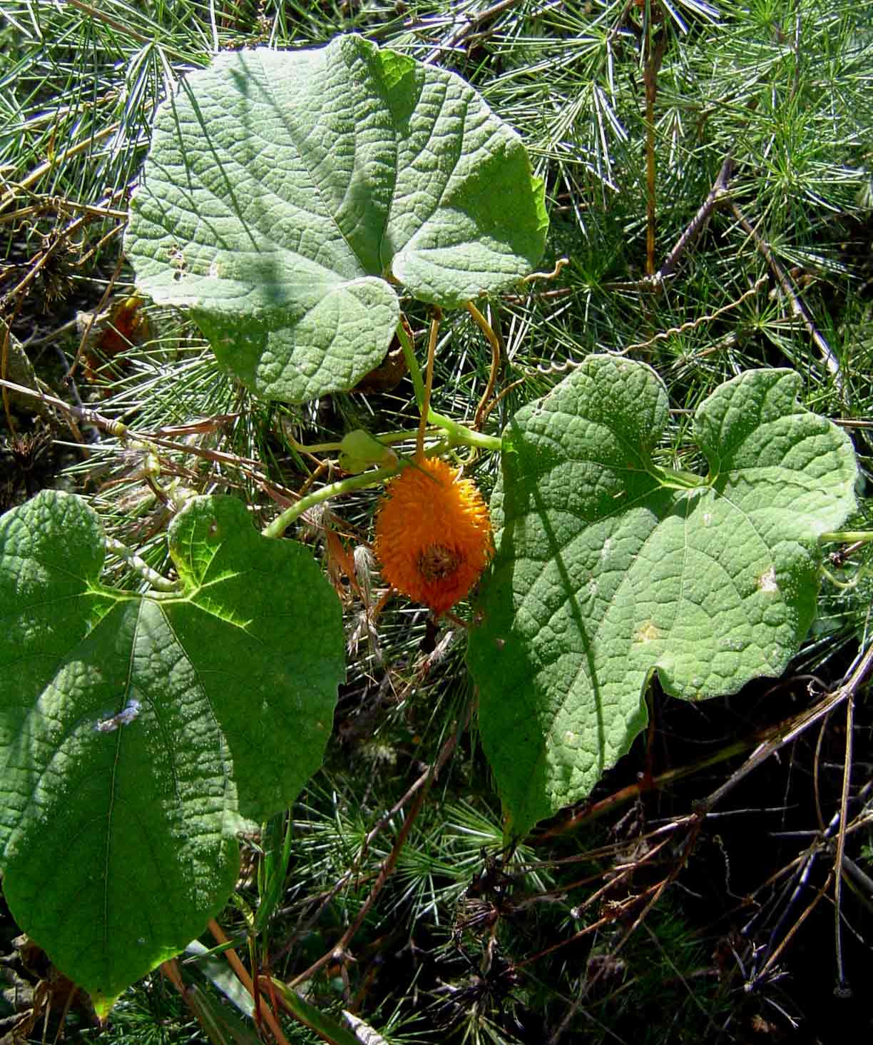 Momordica foetida Momordica foetida