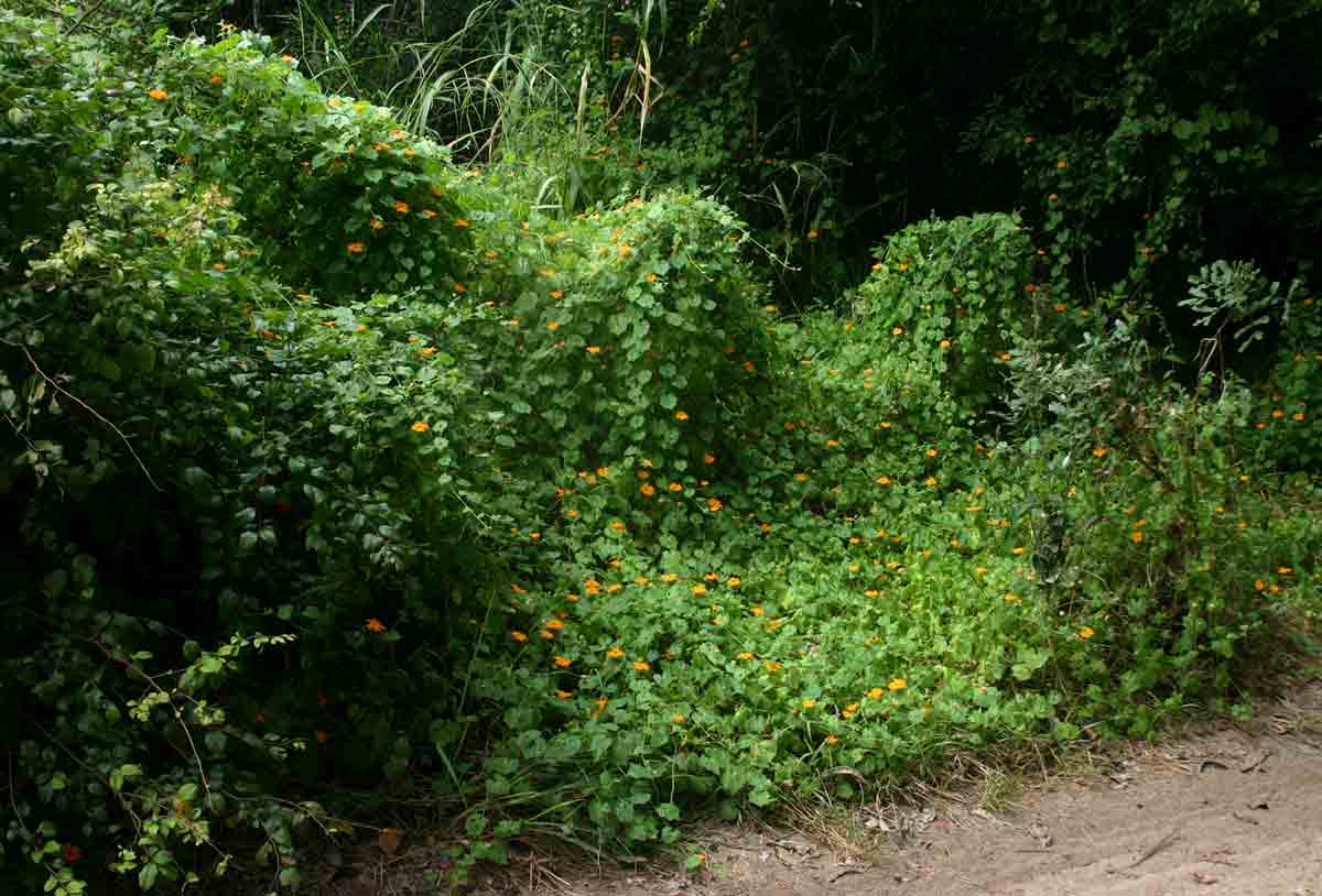 Momordica kirkii Momordica kirkii