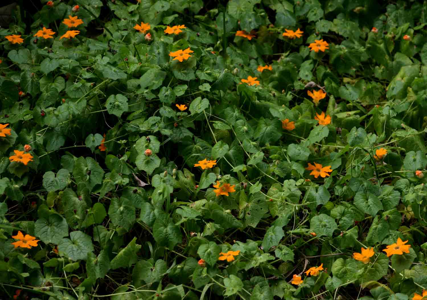 Momordica kirkii Momordica kirkii