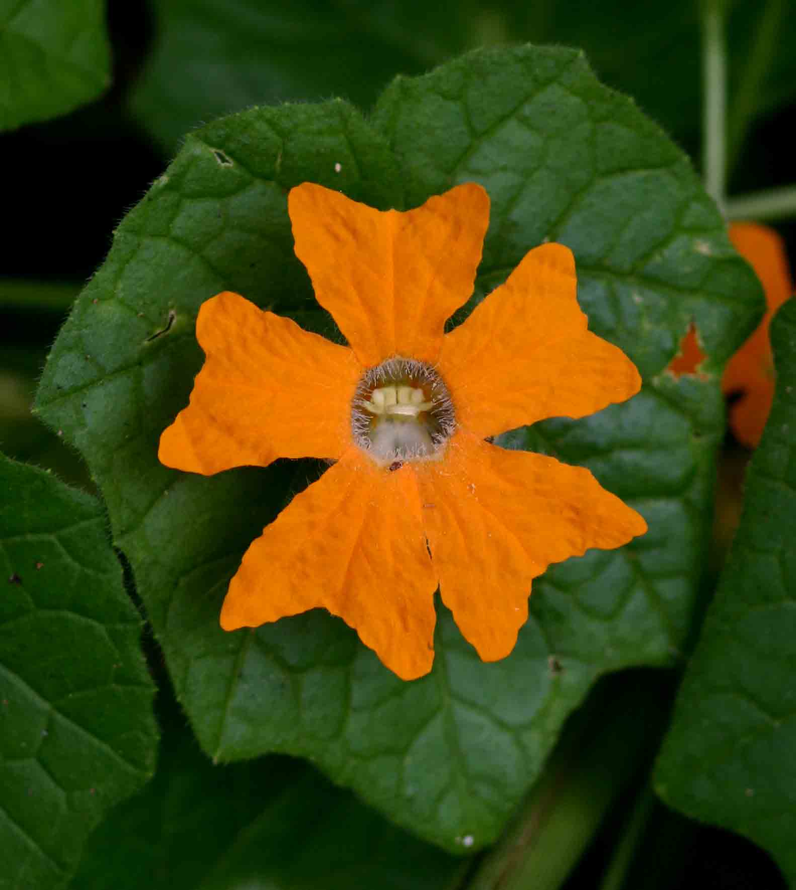 Momordica kirkii Momordica kirkii