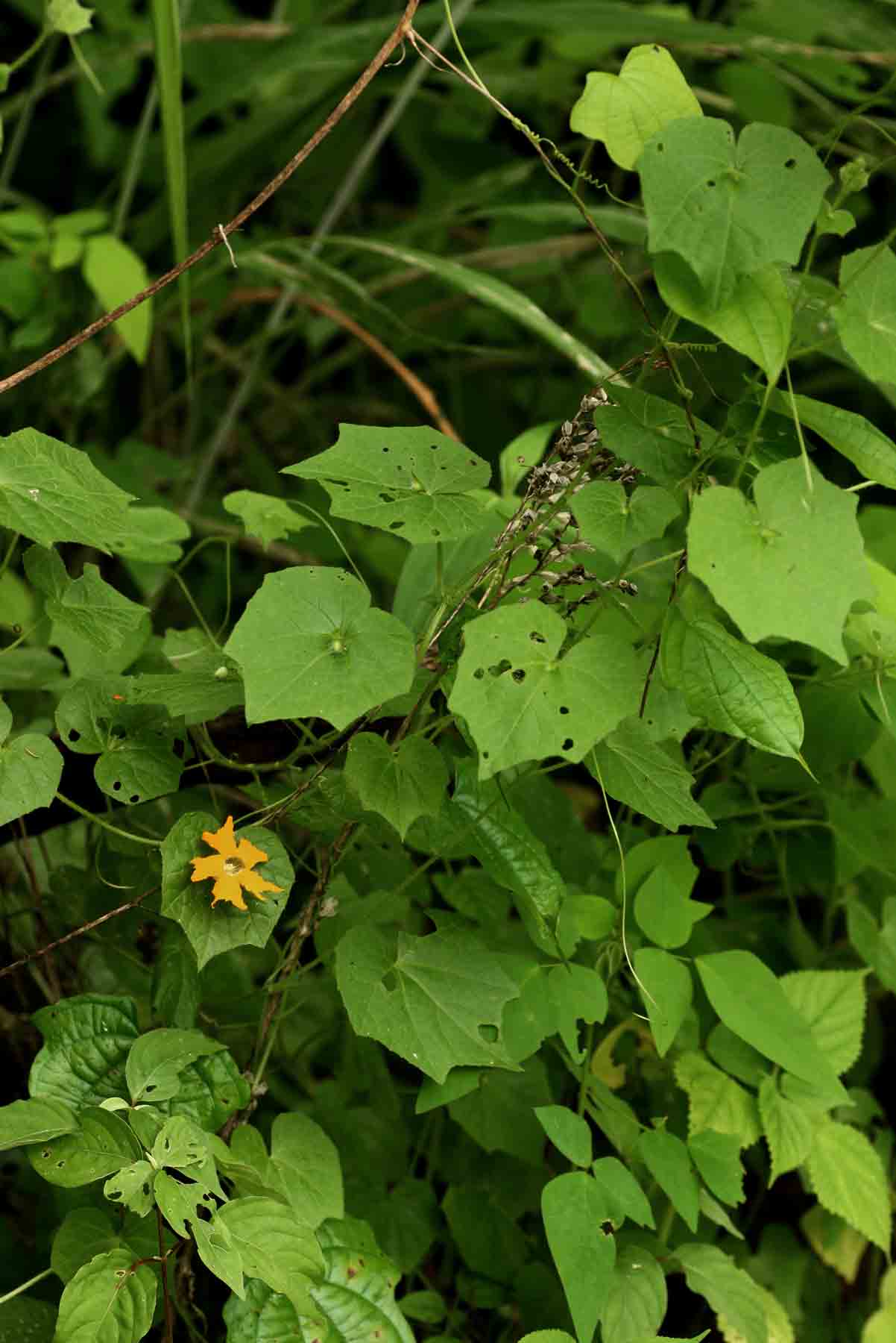 Momordica kirkii Momordica kirkii