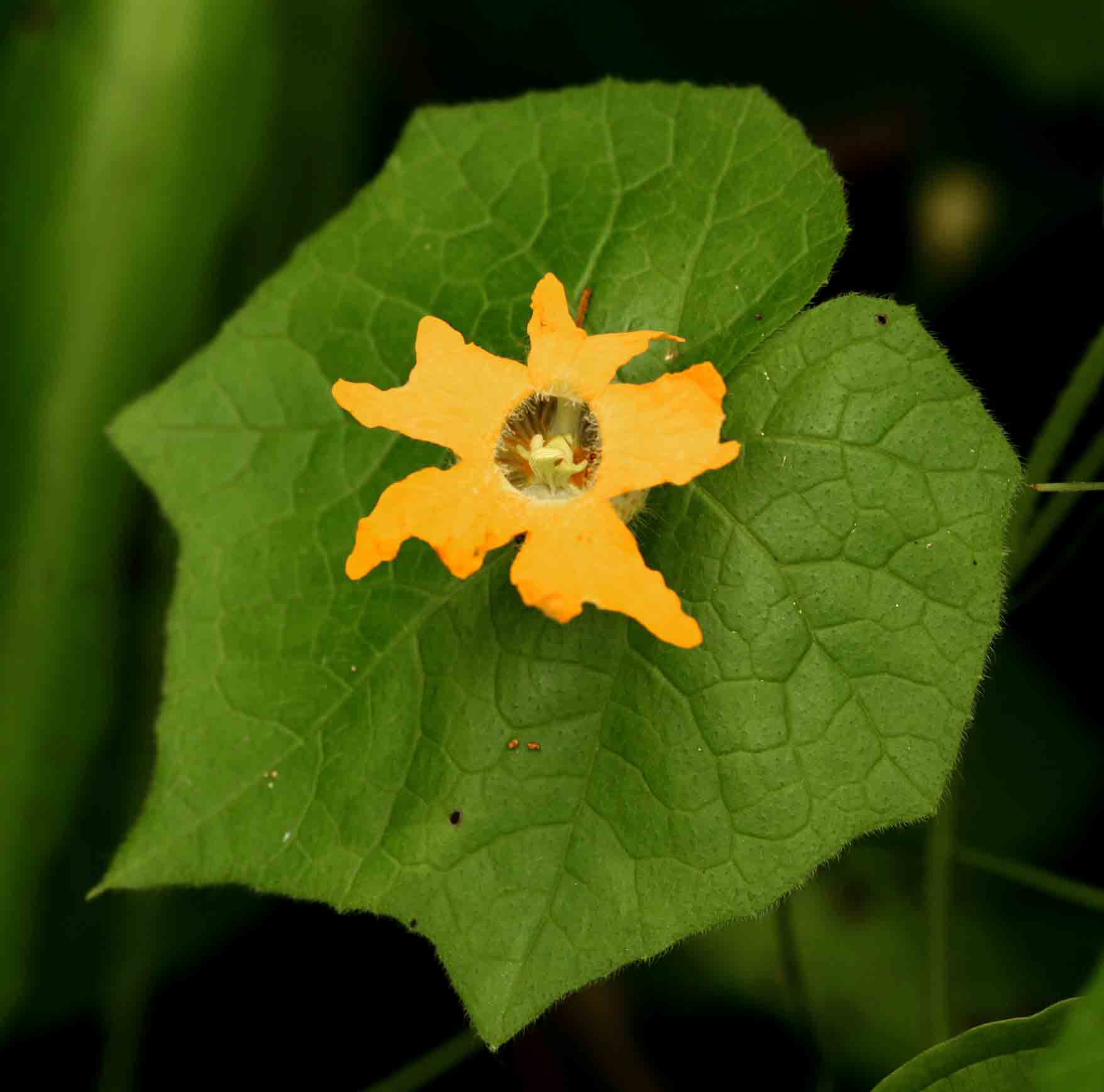 Momordica kirkii Momordica kirkii