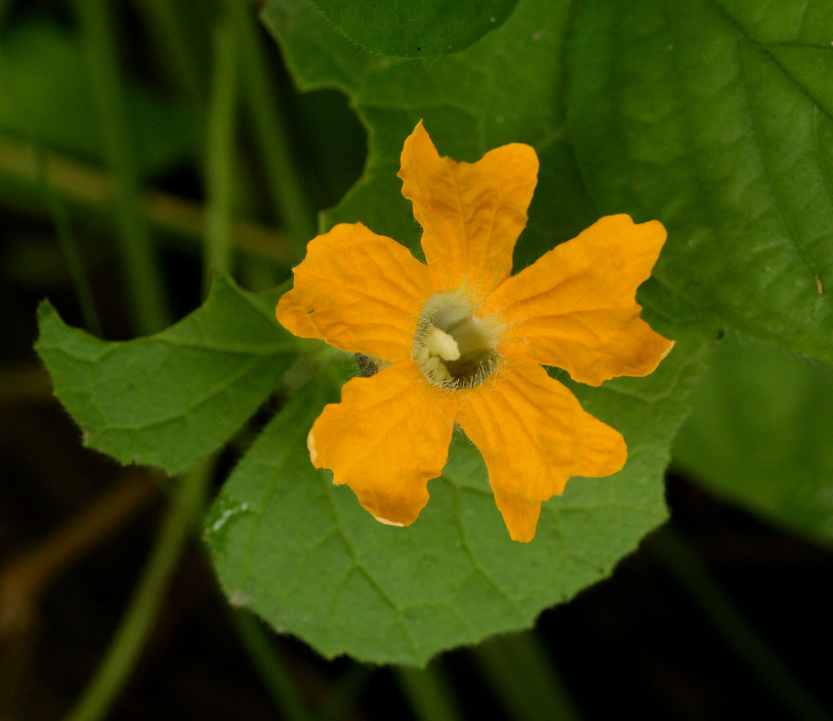 Momordica kirkii Momordica kirkii