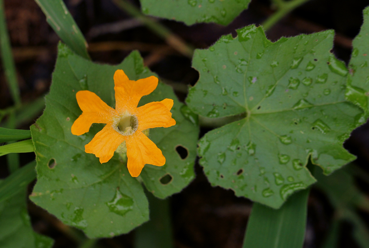 Momordica kirkii Momordica kirkii
